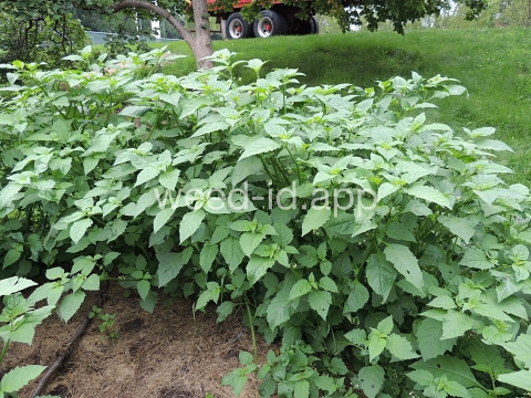 nightshade, eastern black